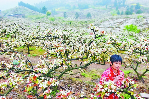 黄瓜山:春暖梨花开 人工授粉忙